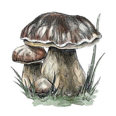 Porcini Porcini Boletus edulis, realistic hand-drawn mushroom illustration in pencil and watercolour