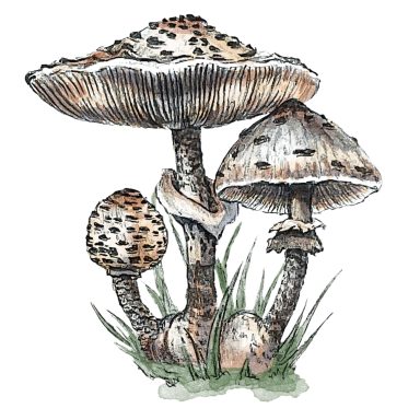 Great Parasol Great Parasol Mushroom Macrolepiota procera, hand-drawn botanical illustration in pencil and watercolour