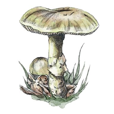 Green Death Cap Green Death Cap Amanita phalloides, realistic hand-drawn mushroom illustration in pencil and watercolour
