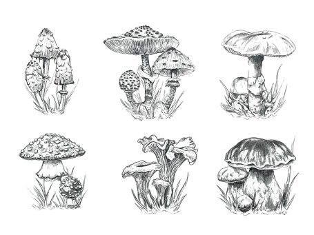 Realistic Mushroom Pencil Drawings – Hand-Drawn Botanical Art Six realistic mushrooms hand-drawn in pencil