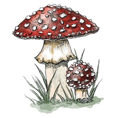 Fly Agaric Fly Agaric Amanita muscaria, traditional botanical mushroom illustration in pencil and watercolour