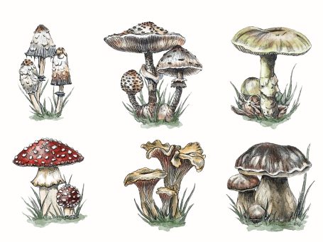 Realistic Mushroom Watercolours – Traditional Botanical Art Six realistic mushrooms painted in traditional watercolour