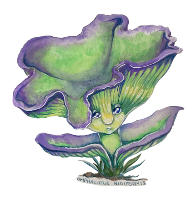 Gouache illustration of an Omphalotus Midiformis mushroom.