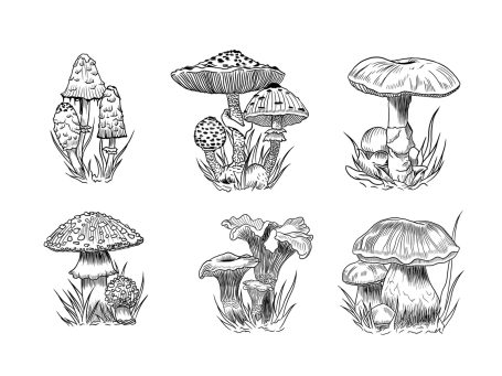Mushroom Line Art – Hand-Drawn Botanical Illustrations Six hand-drawn mushroom line art illustrations