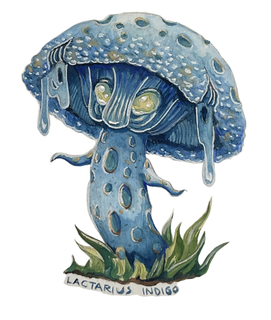 Blue milk cap mushroom, traditionally illustrated with gouache.