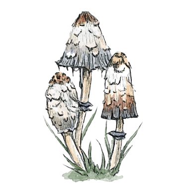 Ink Cap / Inky Cap Realistic Ink Cap mushroom illustration in traditional pencil and watercolour by Studio Sasafras