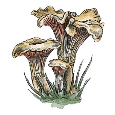 Chanterelle Chanterelle mushroom Cantharellus cibarius, hand-painted traditional watercolour botanical illustration